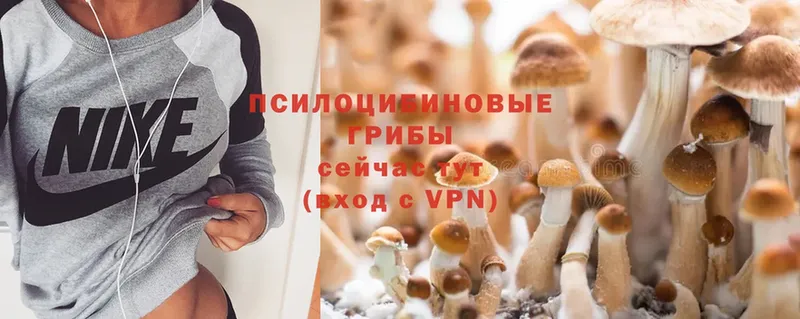 маркетплейс какой сайт  KRAKEN зеркало  Руза  Псилоцибиновые грибы Psilocybine cubensis 